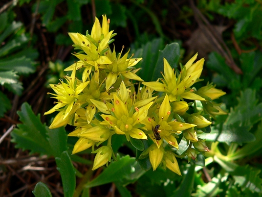 {Sedum acre}